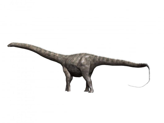 Diplodocus Dinosaur Wall Decal