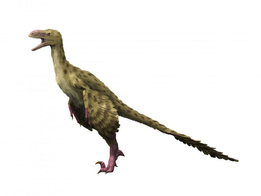 Dromaeosaurus Dinosaur Wall Decal
