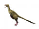 Dromaeosaurus Dinosaur Wall Decal