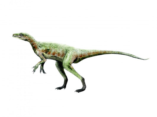 Eoraptor Dinosaur Wall Decal