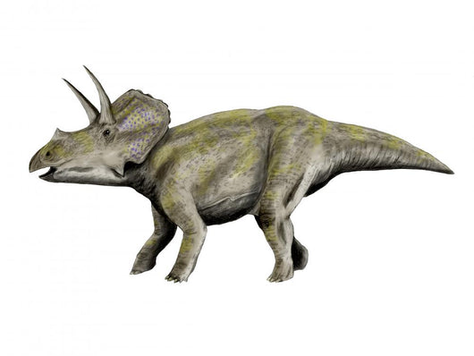 Eotriceratops Dinosaur Wall Decal