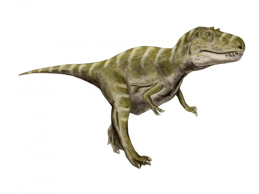 Gorgosaurus Dinosaur Wall Decal
