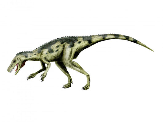 Herrerasaurus Dinosaur Wall Decal