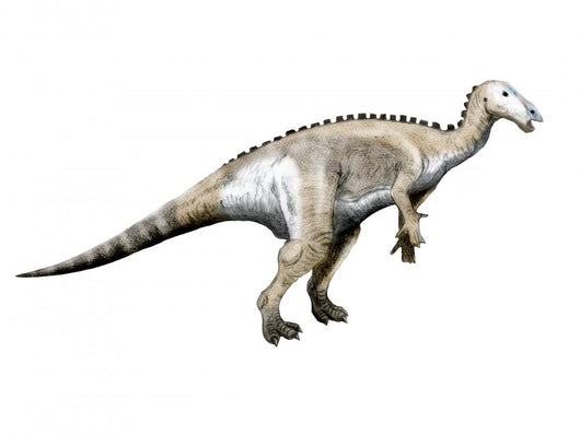 Mantellisaurus Dinosaur Wall Decal