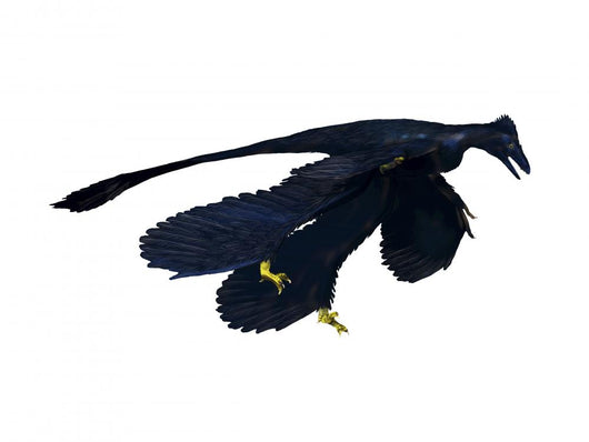 Microraptor Dinosaur Wall Decal