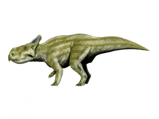 Montanoceratops Dinosaur Wall Decal