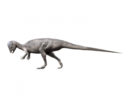 Prenocephale Dinosaur Wall Decal