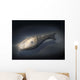 Athenaegis Is Armored Fish Wall Decal