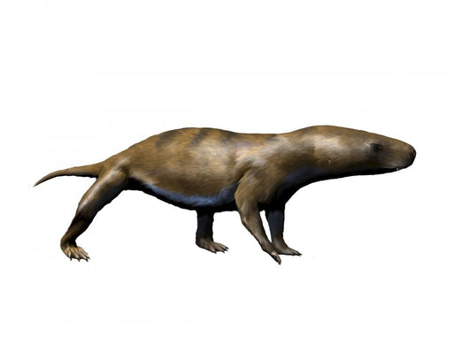 Chiniquodon Is Carnivorous Therapsid Wall Decal