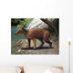 Elomeryx Is Artiodactyl Ungulate Wall Decal