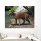 Elomeryx Is Artiodactyl Ungulate Wall Decal