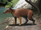 Elomeryx Is Artiodactyl Ungulate Wall Decal