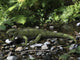 Gephyrosaurus Is Extinct Animal Creek Wall Decal