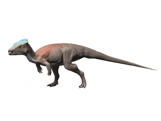 Homalocephale Is Pachycephalosaur from Wall Decal