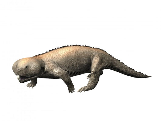Hyperodapedon Is Rhynchosaur from Wall Decal