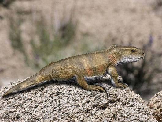 Priosphenodon Is Extinct Rhynchocephalian Wall Decal