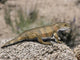 Priosphenodon Is Extinct Rhynchocephalian Wall Decal