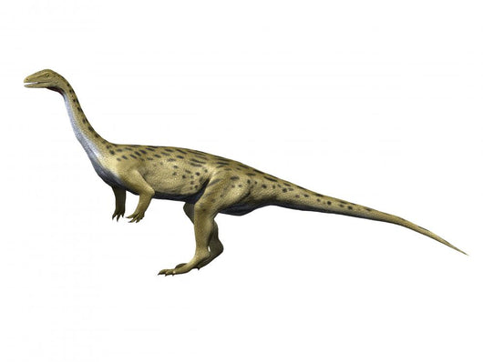 Saturnalia Is Prosauropod Dinosaur Wall Decal