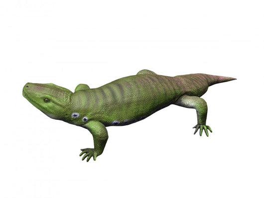 Seymouria Is Reptiliomorph from Wall Decal