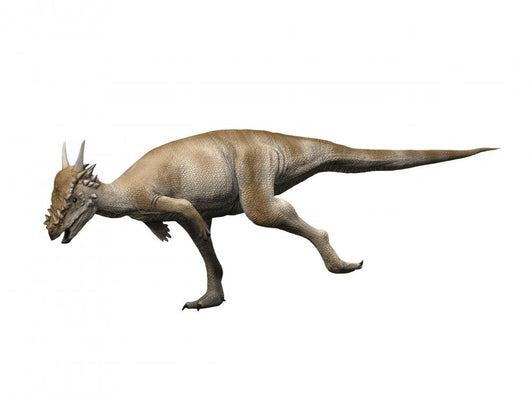 Stygimoloch Is Pachycephalosaurid Dinosaur Wall Decal