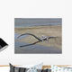 Tanystropheus Is Archosauromorph Beach Wall Decal