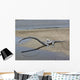 Tanystropheus Is Archosauromorph Beach Wall Decal