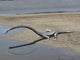 Tanystropheus Is Archosauromorph Beach Wall Decal