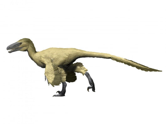 Utahraptor Is Theropod from Wall Decal