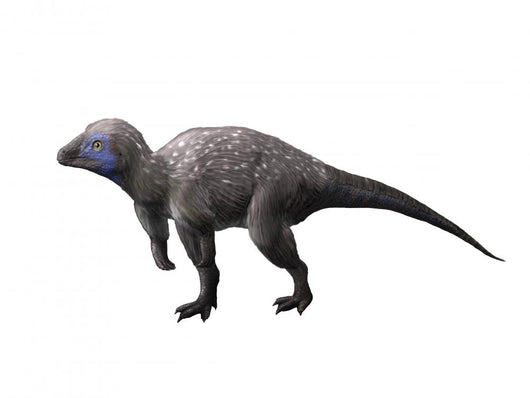 Kulindadromeus Is Neornithischian from Wall Decal