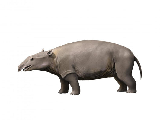 Moeritherium Is Proboscidian from Wall Decal
