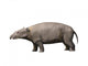 Moeritherium Is Proboscidian from Wall Decal