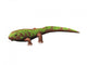 Pederpes Is Tetrapod from Wall Decal