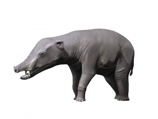 Phiomia Is Proboscidian from Wall Decal