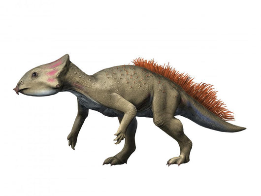 Aquilops Is Ceratopsiam from Wall Decal