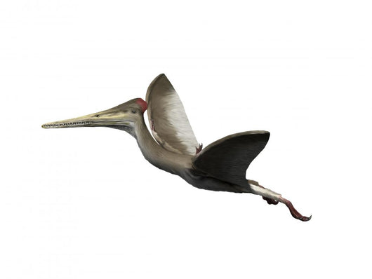 Kryptodrakon Is Pterosaur from Wall Decal