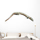 Sauropleura Is Lepospondyl from Wall Decal