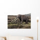Anancus Arvernensis Proboscidea Pleistocene Wall Decal