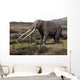 Anancus Arvernensis Proboscidea Pleistocene Wall Decal