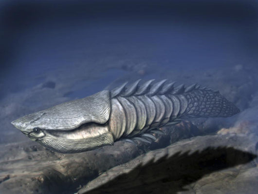 Anglaspis Is Heterostracan from Wall Decal