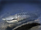 Anglaspis Is Heterostracan from Wall Decal