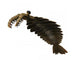 Anomalocaris Is Arthropod from Wall Decal