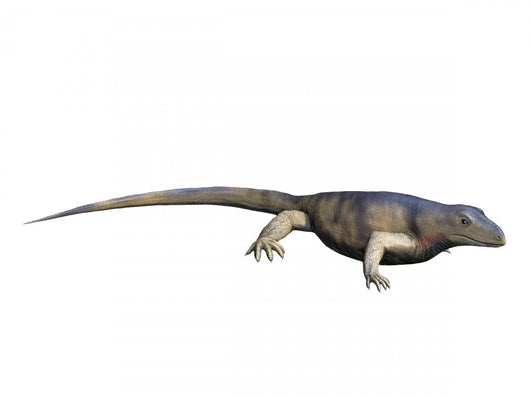 Archaeothyris Is Synapsid from Wall Decal