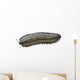 Arthropleura Is Extinct Millipede Wall Decal