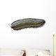 Arthropleura Is Extinct Millipede Wall Decal