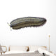Arthropleura Is Extinct Millipede Wall Decal