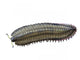 Arthropleura Is Extinct Millipede Wall Decal