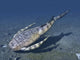 Bothriolepis Is Extinct Placoderm Wall Decal