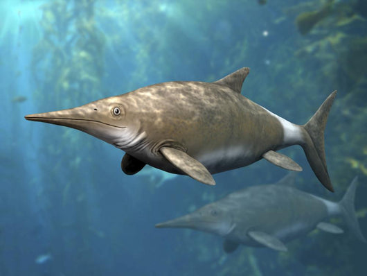 Brachypterygius Is Extinct Ichthyosaur Wall Decal