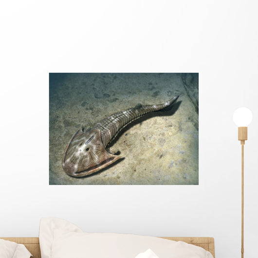Cephalaspis Lyelli Jawless Fish Wall Decal