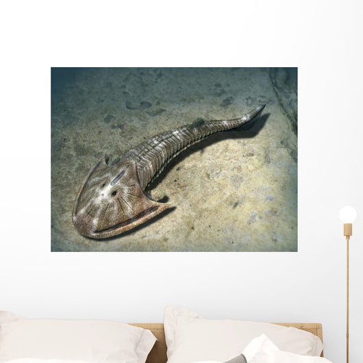 Cephalaspis Lyelli Jawless Fish Wall Decal